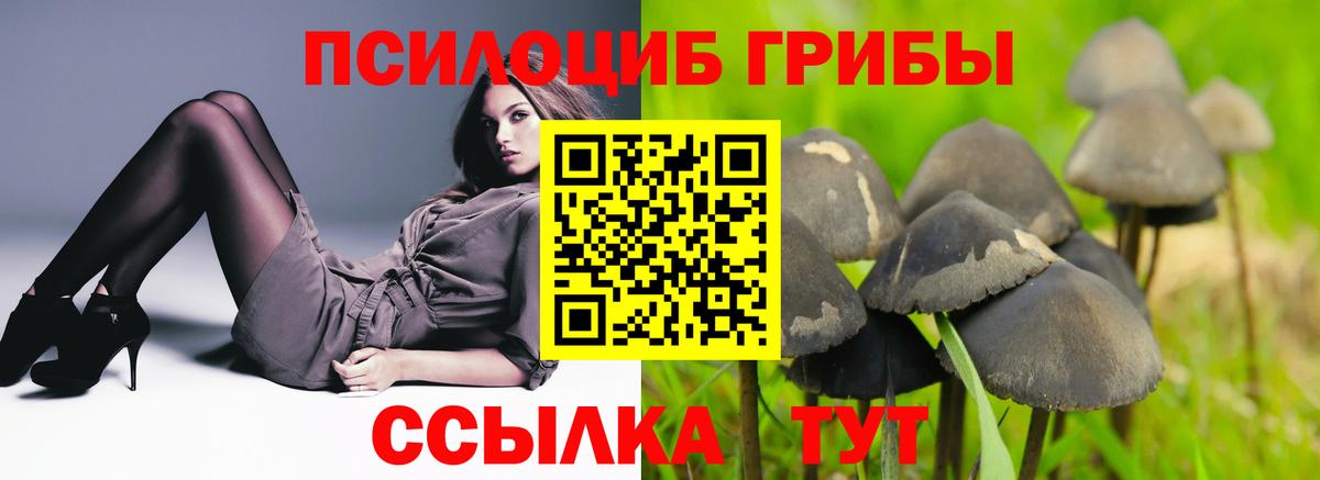 Галлюциногенные грибы Psilocybe Азнакаево